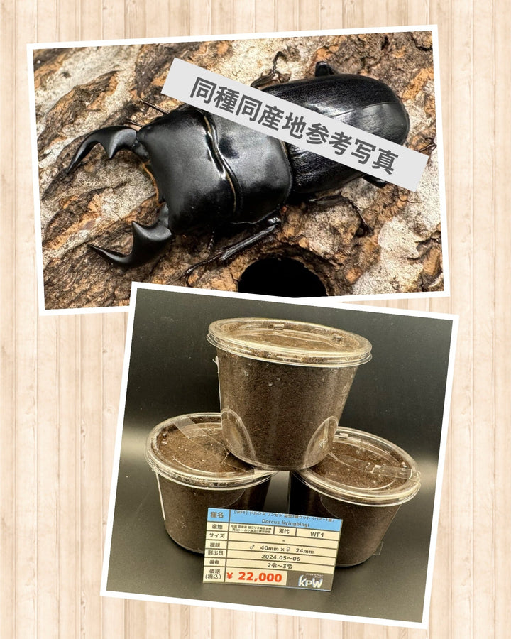 【WF1】《ドルクス リンビン 幼虫3頭セット（ペア+1頭）》