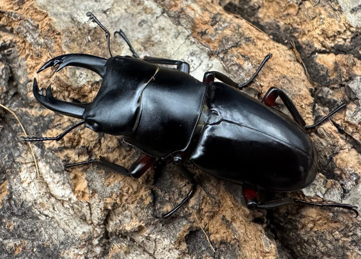 【F0】《アカアシクワガタ亜種miyamai 42mm ペア》