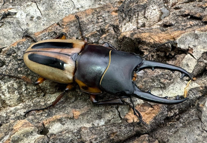 【WD】《ラテラリスノコギリ亜種マイリーン 南カマリネス産 50.5mm ペア》