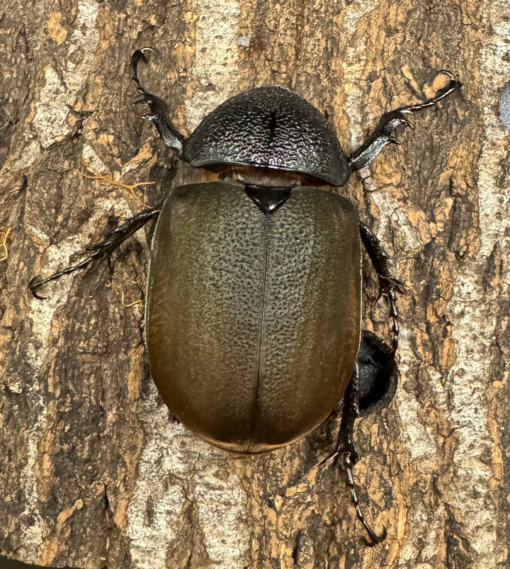 【WD】《タイリクコーカサスオオカブト タイ産 110mm ペア》