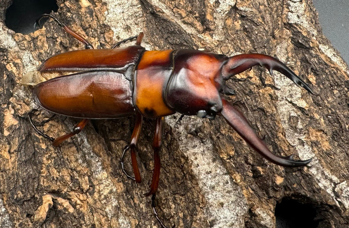 《トカラノコギリクワガタ ホワイトアイ ♀単+おまけB品♂》