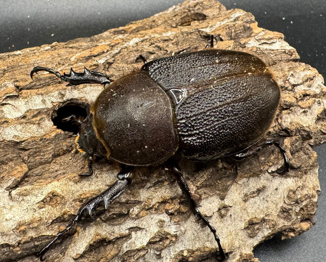 《ヘラクレス・ヘラクレス 125mm ペア》