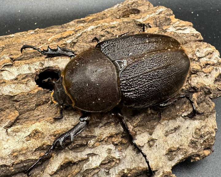 《ヘラクレス・ヘラクレス 125mm ペア》