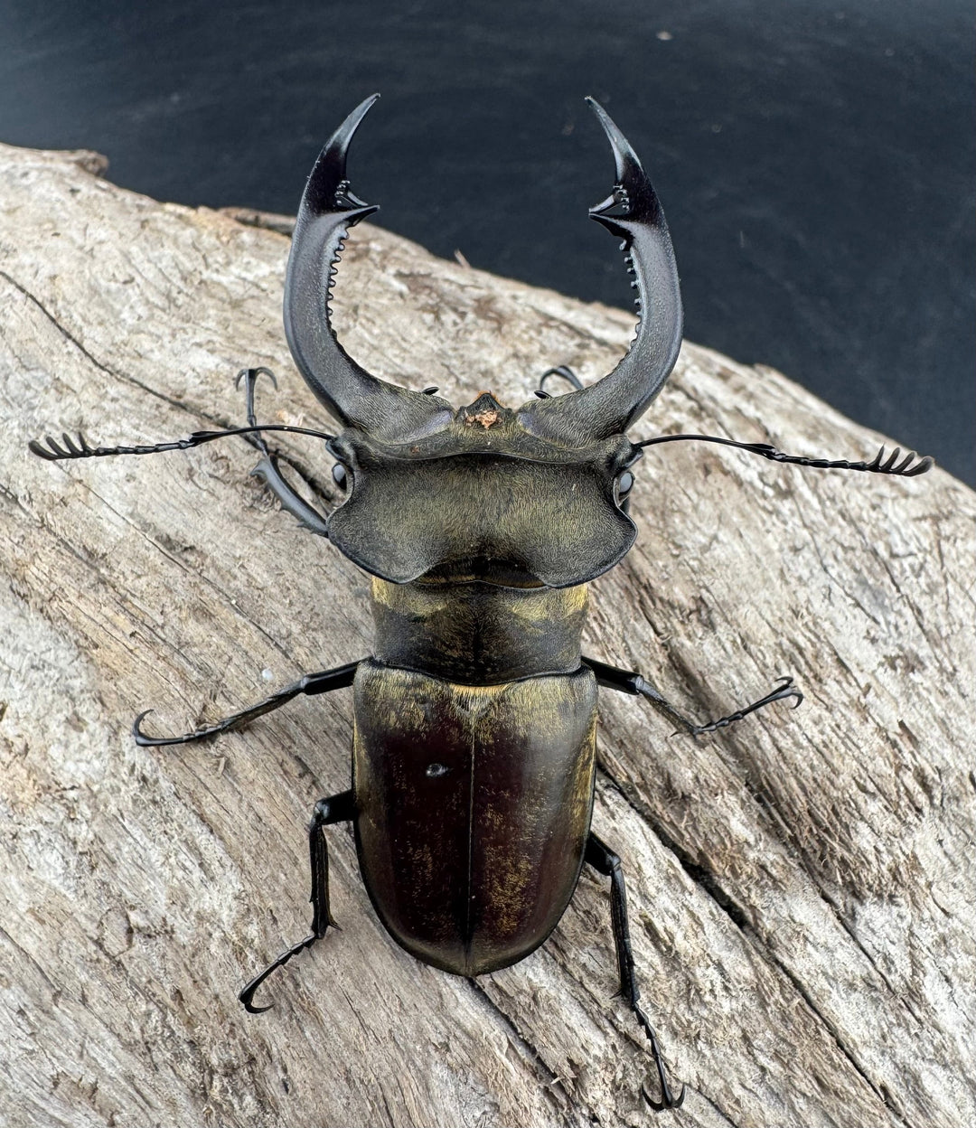 【WD】《ノビリスミヤマ 62mm ペア》