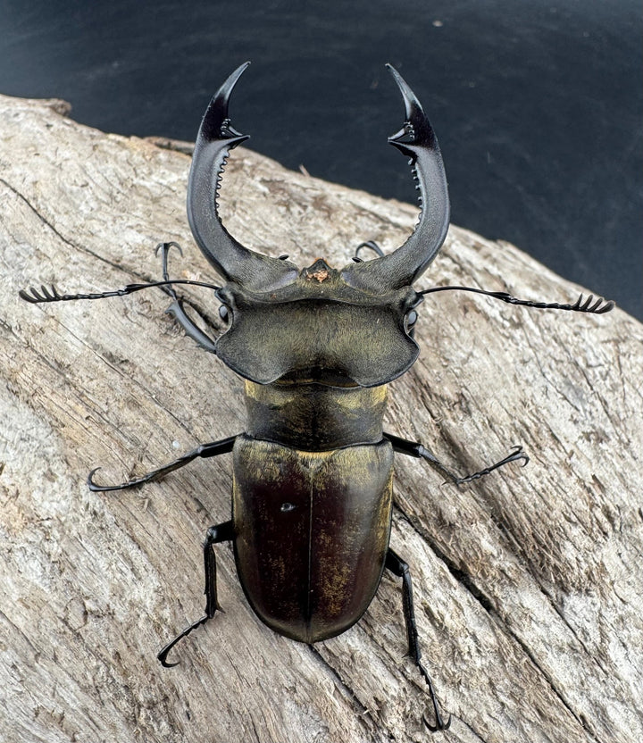 【WD】《ノビリスミヤマ 62mm ペア》