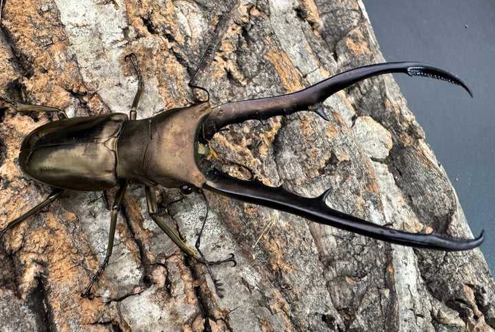 【WD】《メタリフェルホソアカ亜種finae 88.5mm ペア》