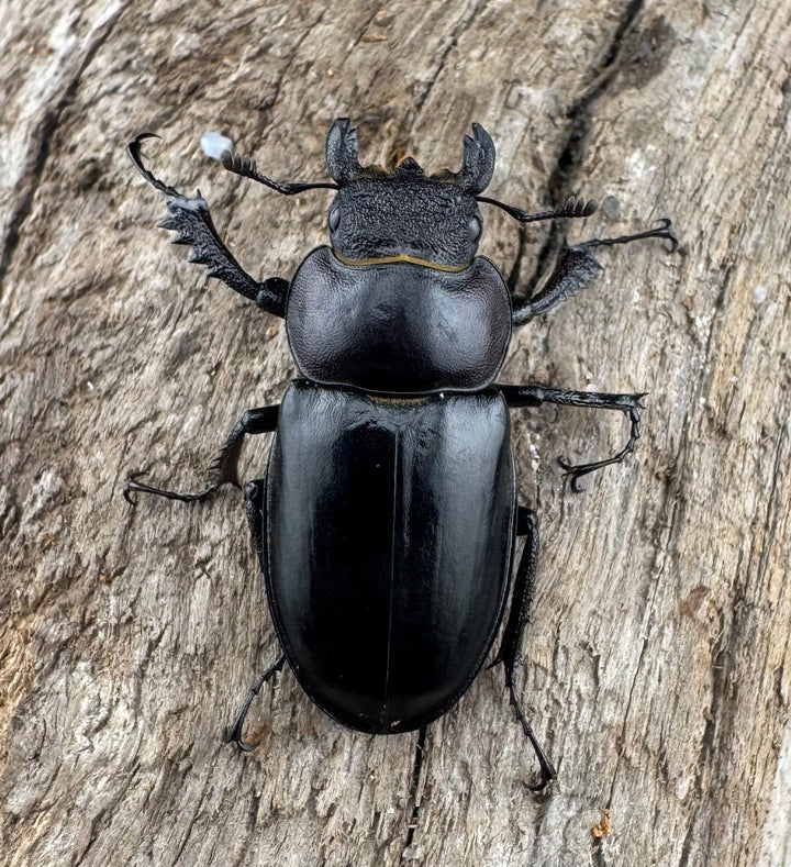 【WD】《ラエトゥスミヤマクワガタ 35mm ペア》