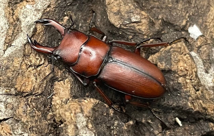 【WD】美麗種《ヨンレンセスジ ペア》