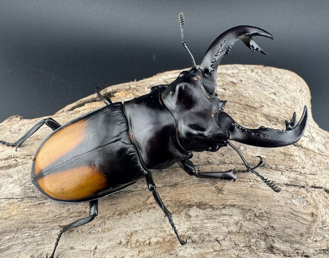 【WD】《セアカフタマタ（パリーフタマタ） 84mm ♂単》