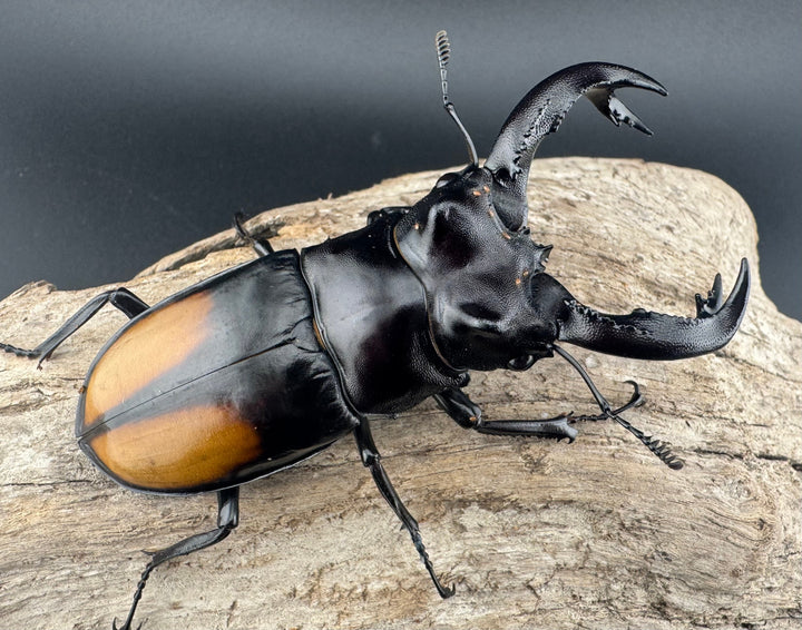 【WD】《セアカフタマタ（パリーフタマタ） 84mm ♂単》