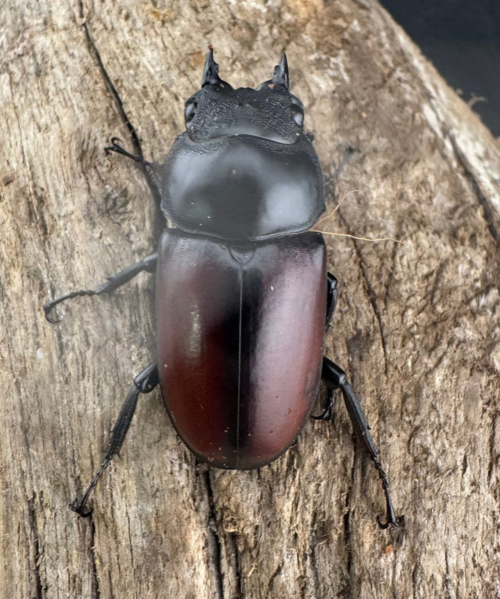 【WD】《ドンキエルコクワ原名亜種 チベット産 53mm ペア》