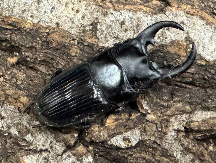 【WD】《アクミナートゥスネブト 31mm ペア》