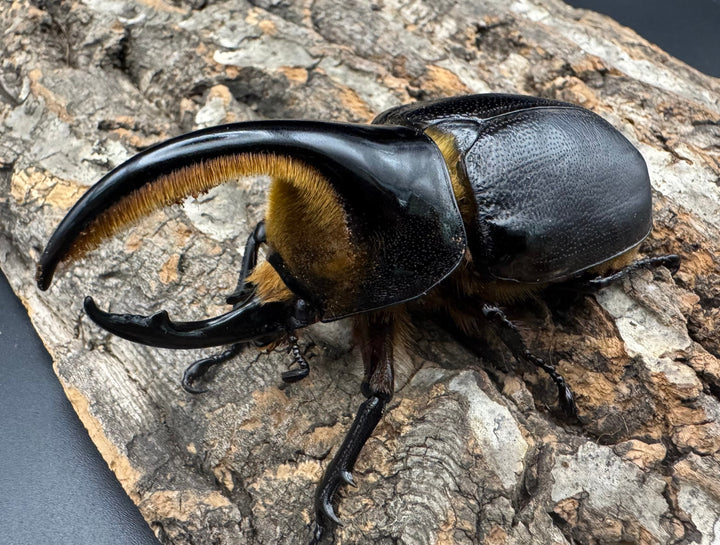 即ブリ《サタンオオカブト 83mm A'品ペア》