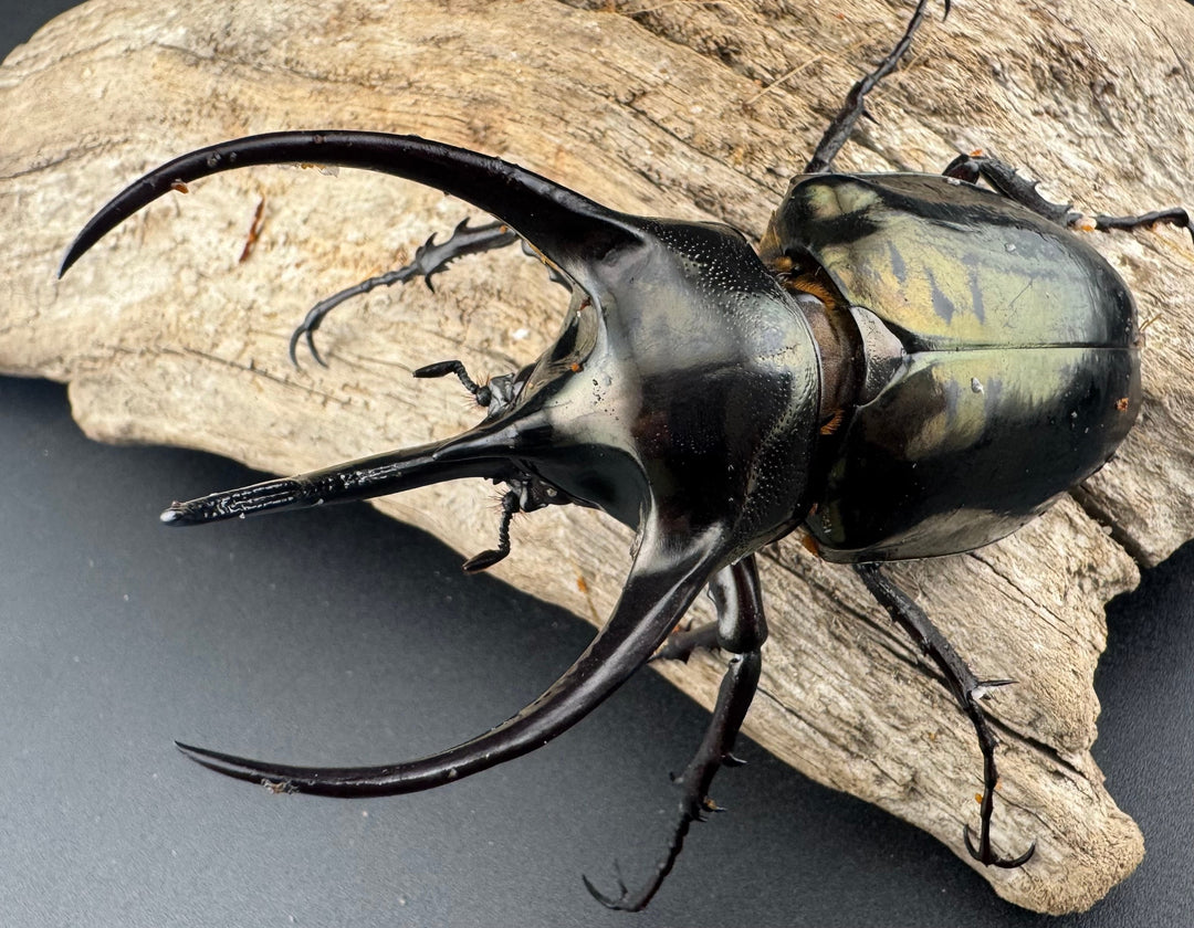 【WD】《ミンダナオアトラスオオカブト マラグサン産 92mm ペア》