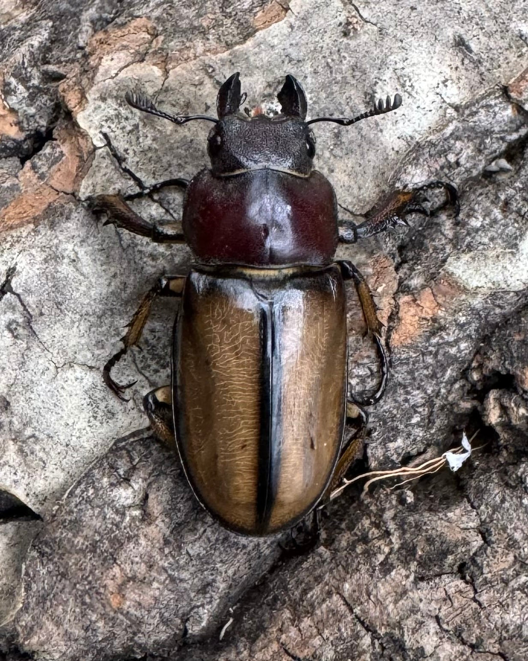 【WD】《デラバイミヤマ 46mm ペア》