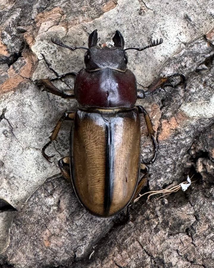 【WD】《デラバイミヤマ 46mm ペア》