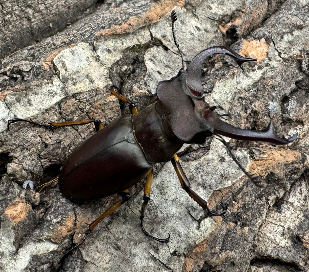 【WD】《フェアメイルミヤマクワガタ 46mm ♂♀♀トリオ》