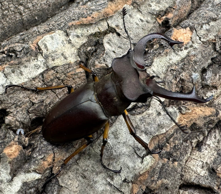 【WD】《フェアメイルミヤマクワガタ 46mm ♂♀♀トリオ》