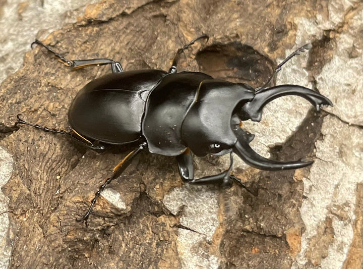 【WD】《プラティノータツヤクワガタ 42mmUP ペア》