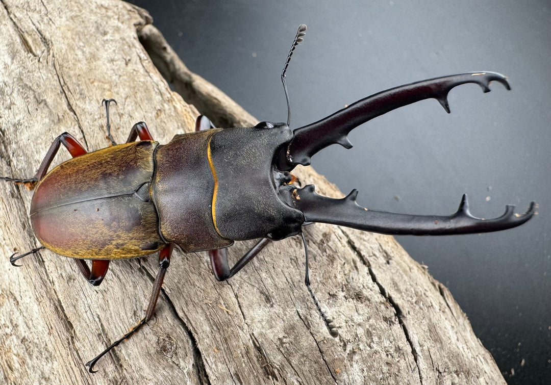 【WD】《ドエスブルグノコギリ亜種mkkiensis 66mm ペア》