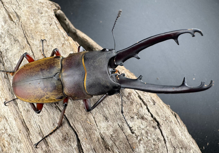 【WD】《ドエスブルグノコギリ亜種mkkiensis 66mm ペア》