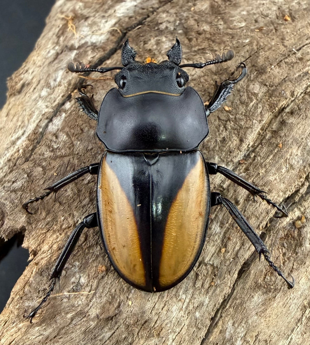 【WD】《パリーマルバネクワガタ 35.5mm ペア》