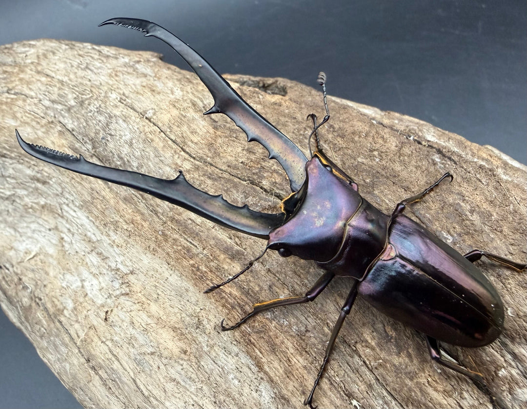 《メタリフェルホソアカ亜種フィナエ パープル系 80.5mm ペア》