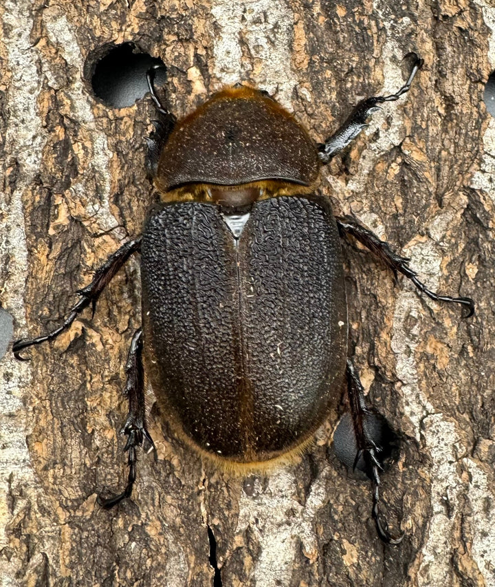 《ヘラクレス・ヘラクレス 144mm ペア》