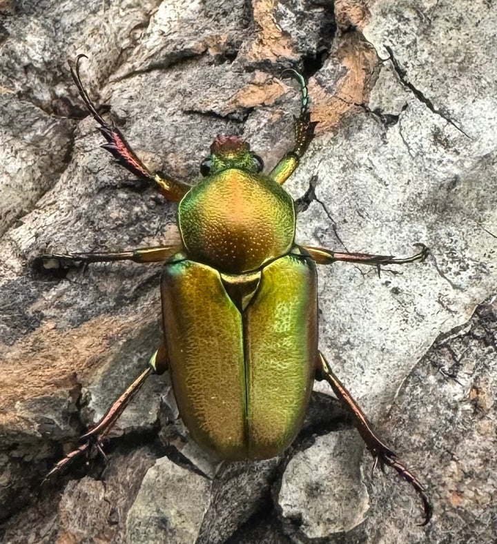 【WD】《ロドリゲスヒメカブトハナムグリ ペア》