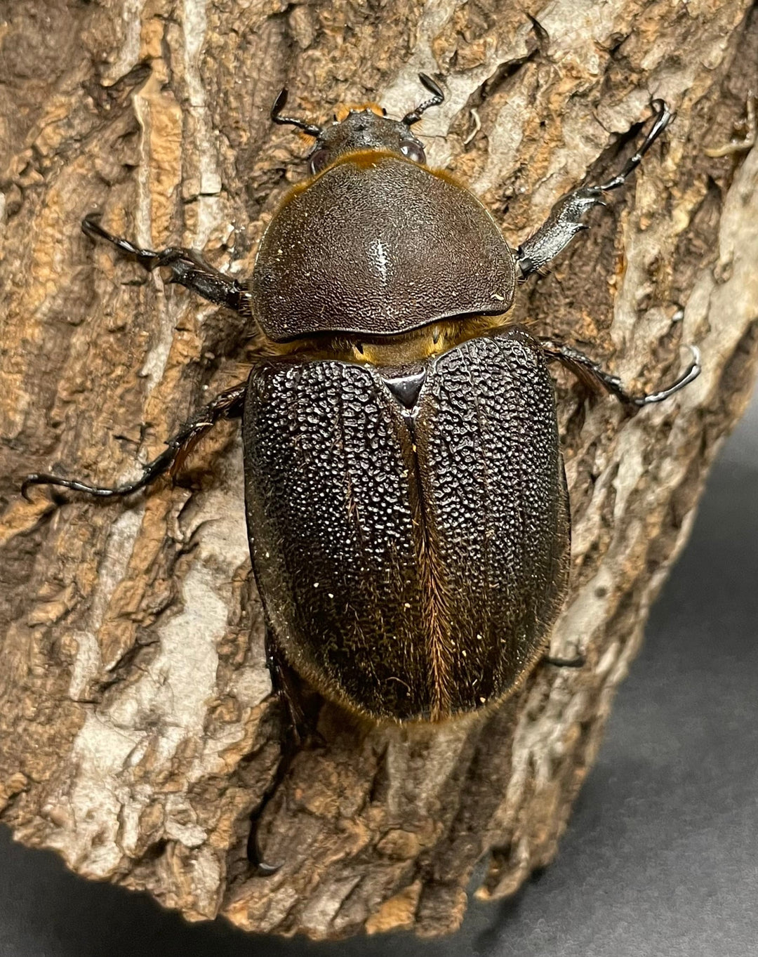 《ヘラクレス・ヘラクレス 147mm ペア》