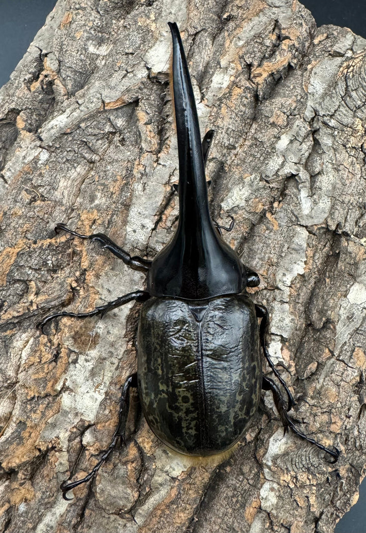 《ヘラクレス・ヘラクレス 126mm ペア》