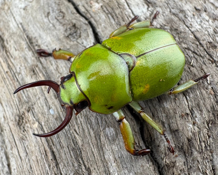 【WD】《ドヘルティクワガタコガネ Free ペア》①