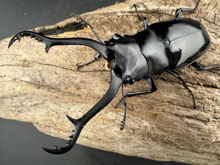 【WD】《 ギラファノコギリ亜種マキタイ 87.5mm ペア》