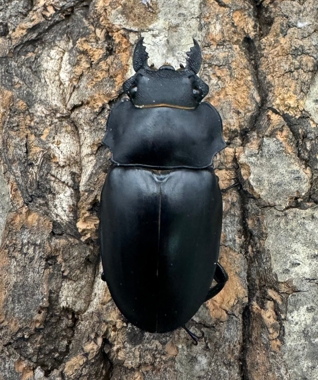 【WD】大歯《アルケスツヤクワガタ 86mm ペア》