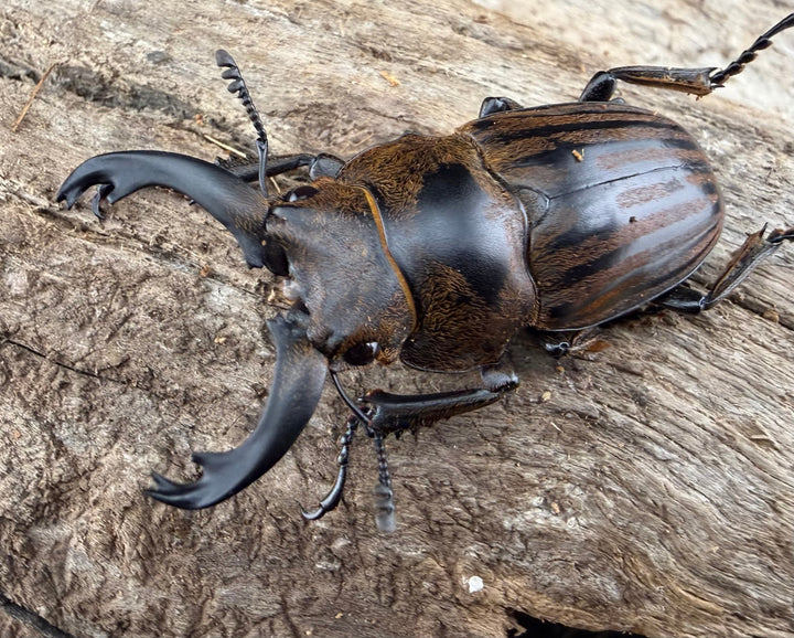 【WD】《ストリアータツヤクワガタ 40mm ペア》