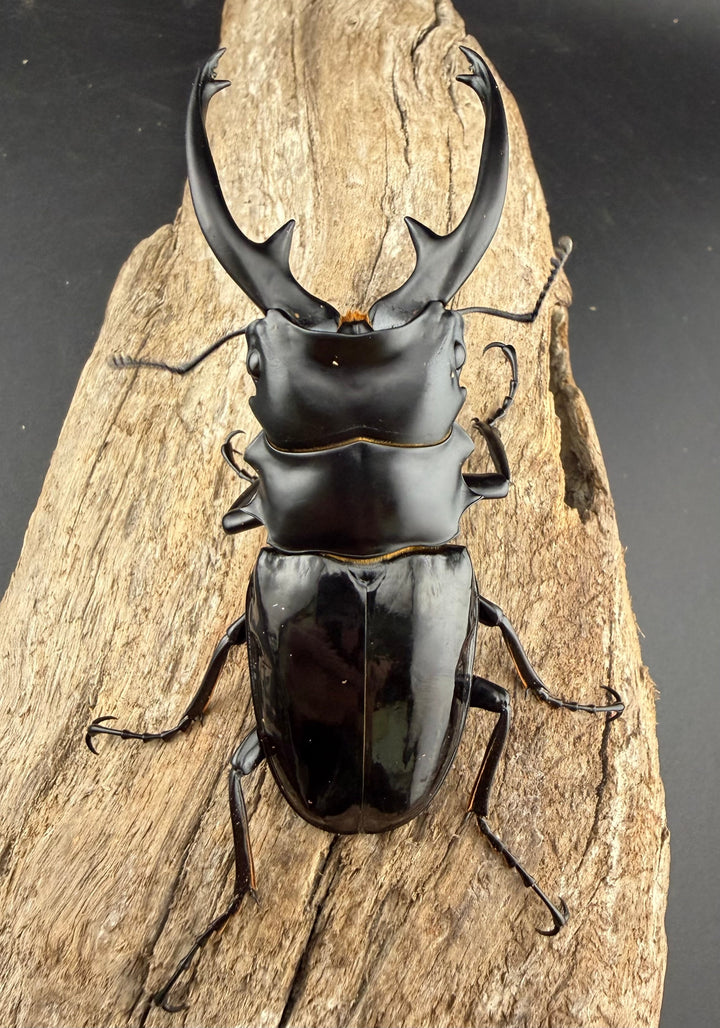 【WD】《インターメディアツヤクワガタ ネグロス島産 93mm ペア》