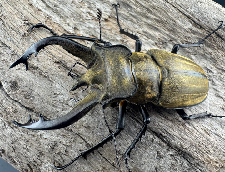 【WD】《フルキフェルミヤマ 62mm ペア》