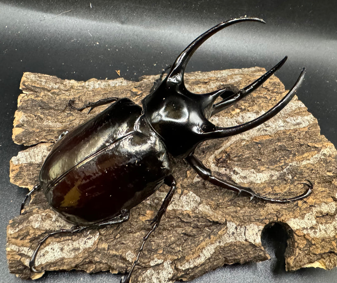 【WD】《スマトラコーカサスオオカブト 100mm ペア》