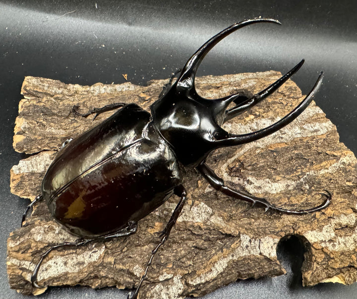 【WD】《スマトラコーカサスオオカブト 100mm ペア》