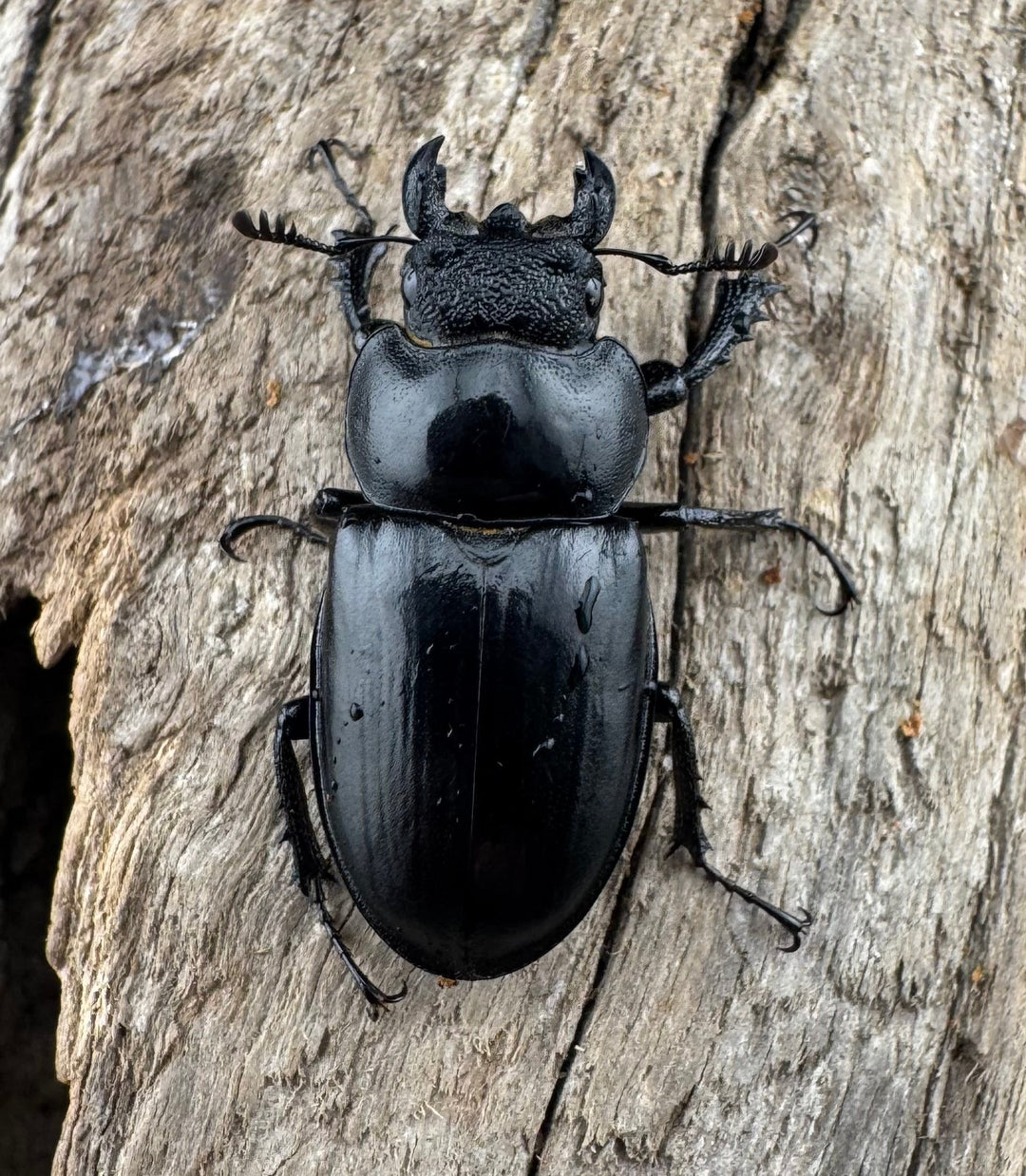 【WD】《パリーミヤマクワガタ 39.5mm ペア》