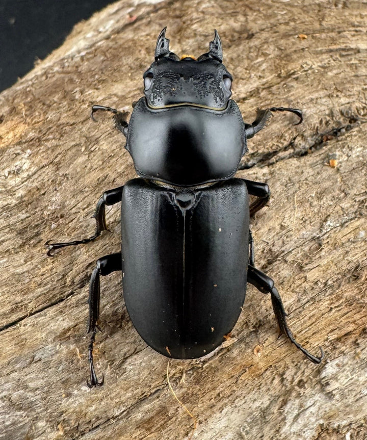 【WD】《ブラナウンコクワ  維西リス族産 58mm ペア》