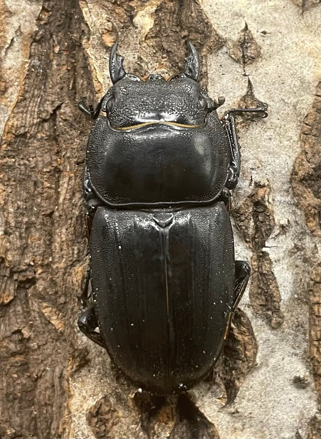 【WD】大型《南カマリネスヒラタ 93mm ペア》