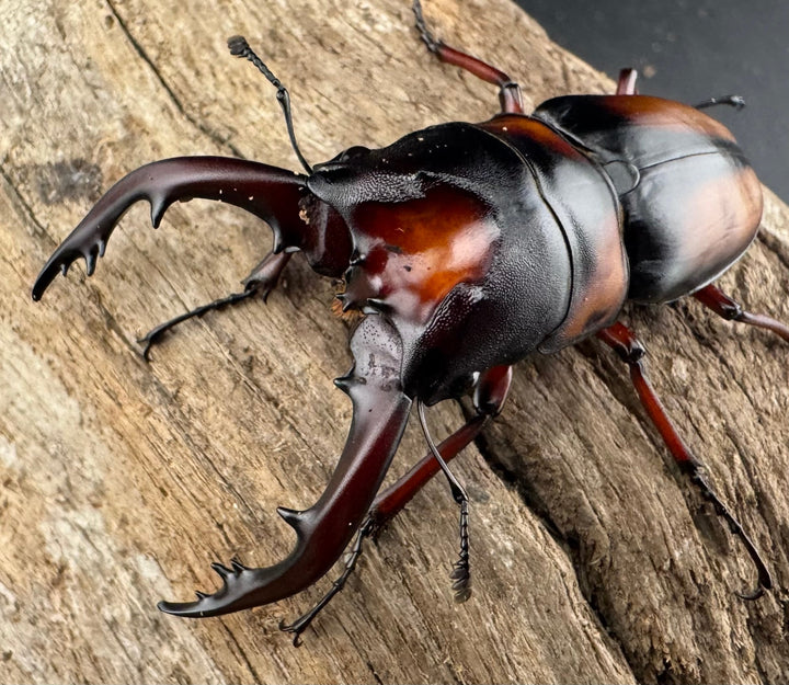 《ミラビリスノコギリクワガタ 61mm ペア》