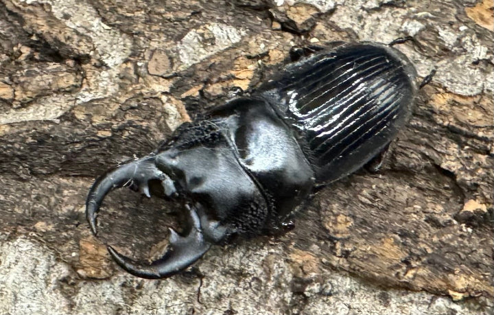 【WD】《アクミナートゥスネブト 31mm ペア》