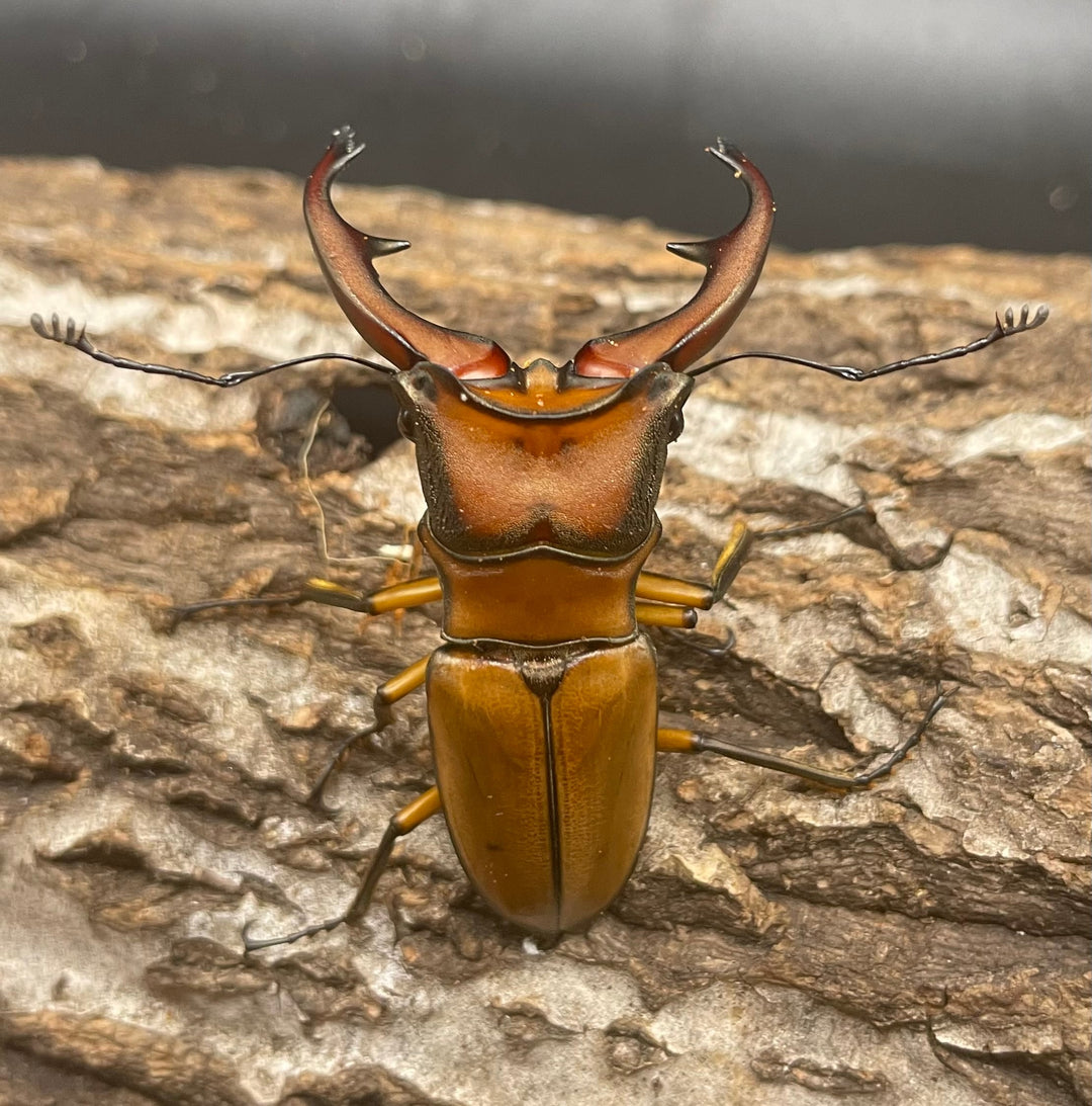 【WD】大型大歯《アラガールホソアカ 55mmUP ペア》