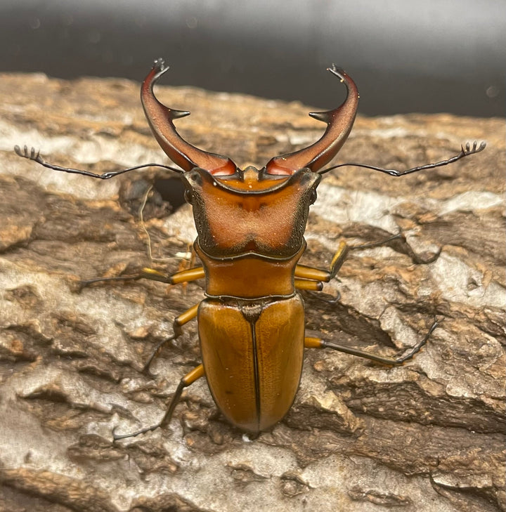 【WD】大型大歯《アラガールホソアカ 55mmUP ペア》