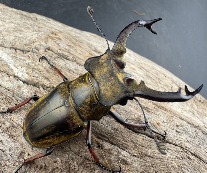 【WD】《セリケウスミヤマ原名亜種 59mm ペア》