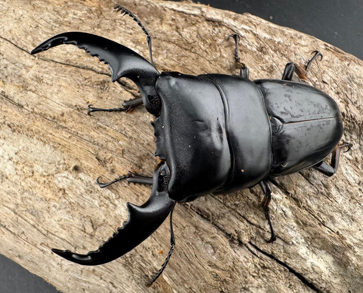 【WD】《スマトラオオヒラタ アチェ産 76mm ペア》