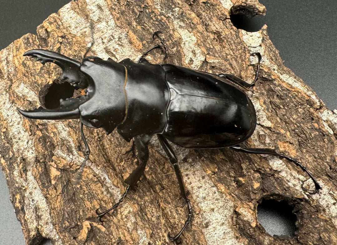 【WD】《ベリコサツヤクワガタ 70mm ペア》