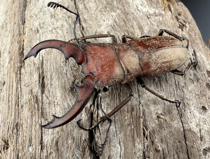 【WD】《スズムラホソアカ ロハス産 33mm ペア》